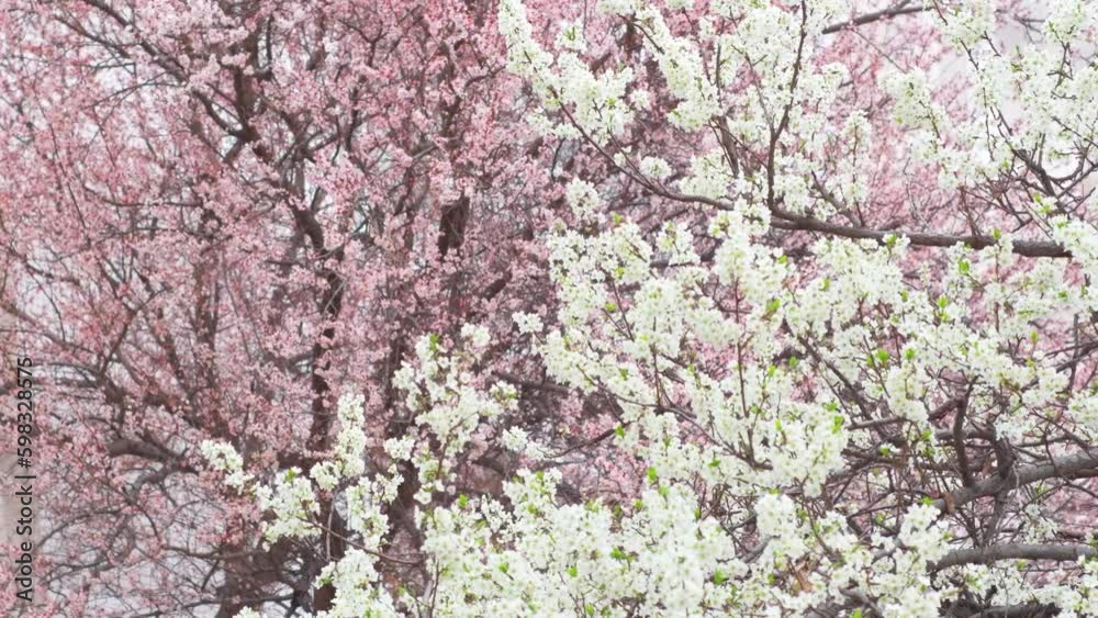 Close-up of blooming light pink cherry tree flowers. Spring background with swaying tree branches in bloom. Close-up of blooming light pink cherry tree flowers. Spring background with swaying tree branches in bloom.