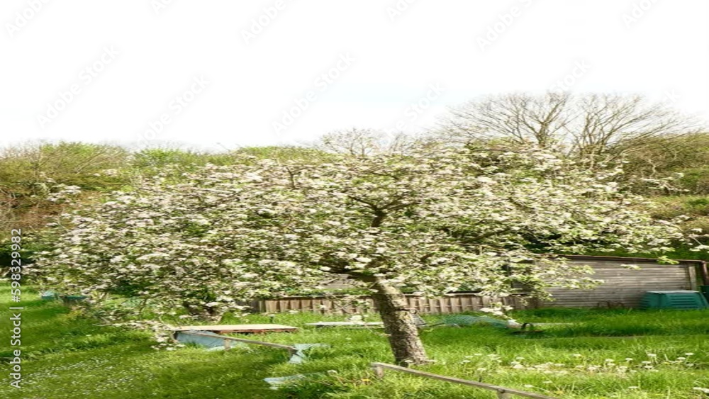 Isolated tree with white flowers. Rural scene with a Chinese cherry tree in the middle of the grass in spring. Isolated tree with white flowers. Rural scene with a Chinese cherry tree in the middle of the grass in spring.