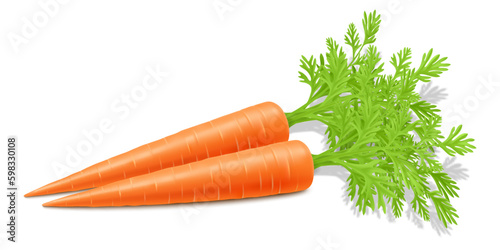 Fresh carrots with green stems, isolated on white. Side view. Close up. Realistic 3d vector illustration. for cooking, menu, Herbal medicine, skin care, ointments, prints, web design