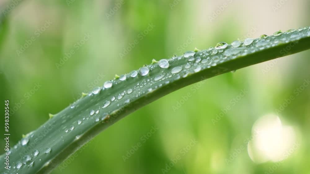 water drop on aloe vera with green background. water drop on aloe vera with green background.
