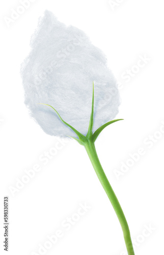 pure cotton flower
