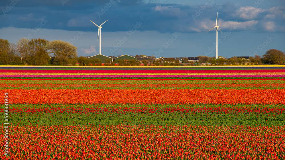 Panoramic landscape of orange beautiful blooming tulip field in Holland Netherlands in spring with blue sky, illuminated by the sun - Close up of Tulpis flowers backgrund banner panorama Panoramic landscape of orange beautiful blooming tulip field in Holland Netherlands in spring with blue sky, illuminated by the sun - Close up of Tulpis flowers backgrund banner panorama