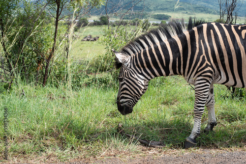 a zebra in summer time in South Africa with a beautiful and green hill side and mountain range as background