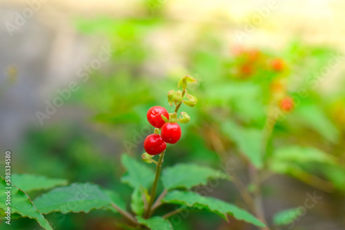 Natural photo of beautiful red fruits