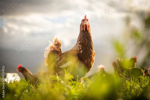 Close up image of a free range chicken on a farm in a field and in the chicken coop.