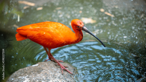 Sarlet Ibis, Eudocimus ruber, exotic bird in the nature