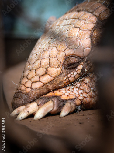 Close-up Cabassous tatouay (Greater Naked-tailed Armadillo) photo