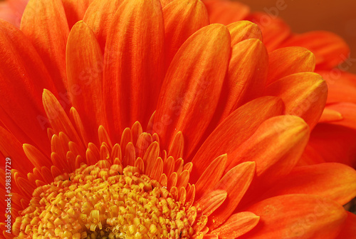 orange Gerber Daisy close up macro