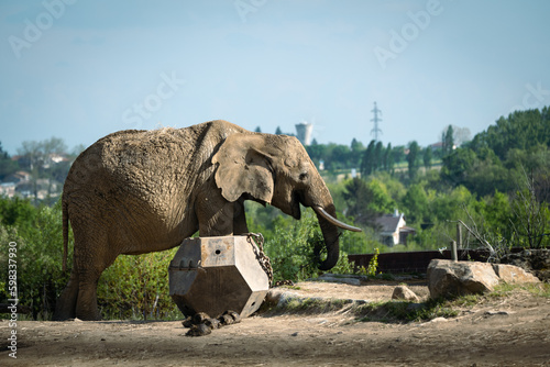 Canvas-taulu La majesté urbaine : Éléphant et horizon citadin