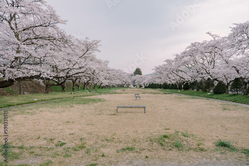 Sakura Cherry Blossoms blooming in Miyagawa Ryokuchi Park photo