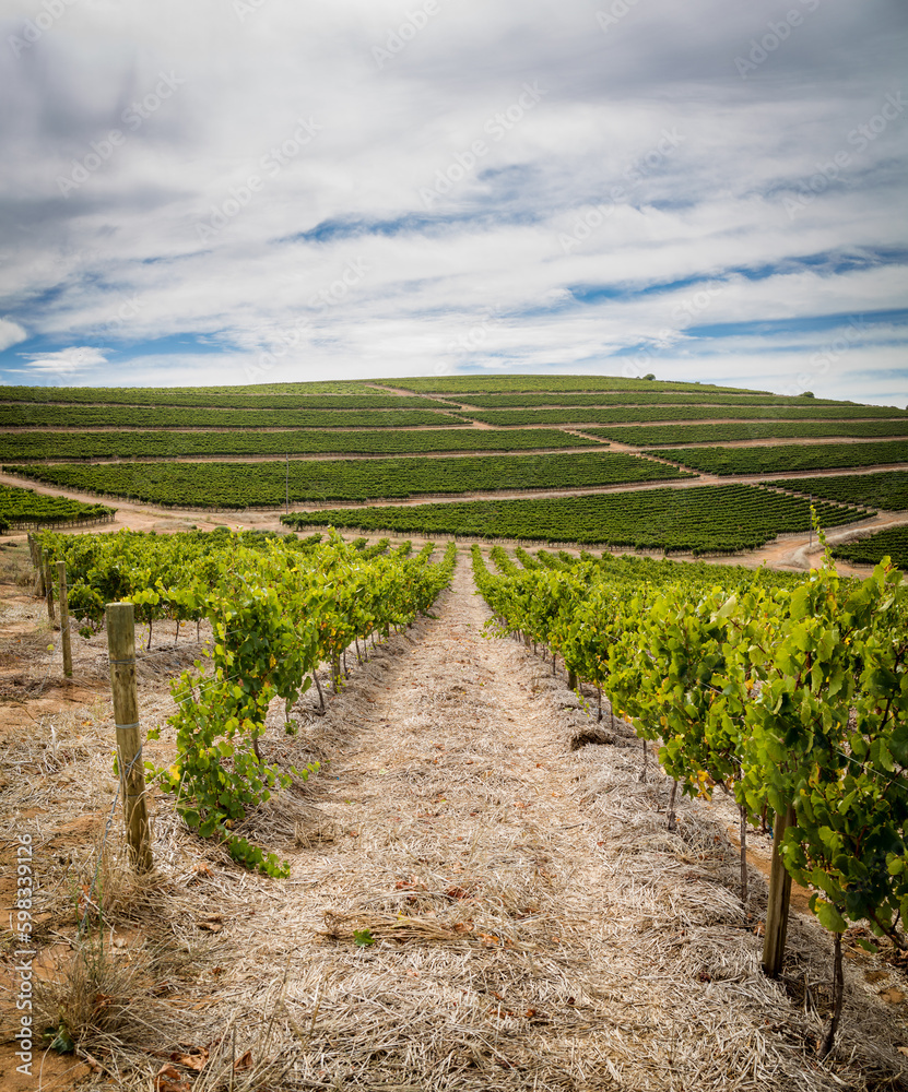 Fototapeta premium Scenic photo over vineyards in the Western Cape of South Africa, showcasing the huge wine industry of the country