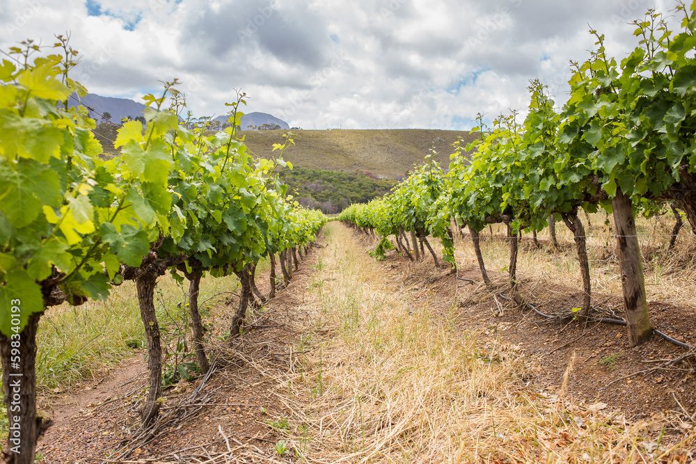 Scenic photo over vineyards in the Western Cape of South Africa, showcasing the huge wine industry of the country