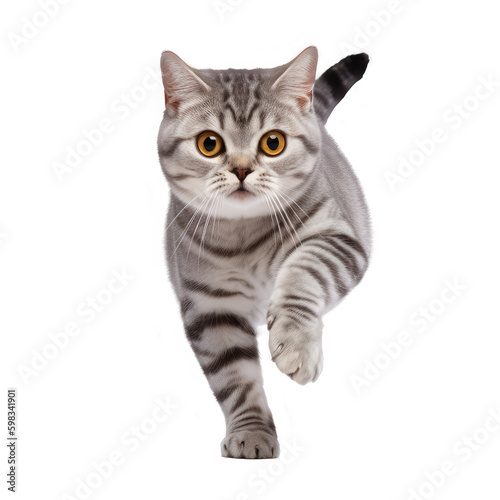 american shorthair walking isolated on white