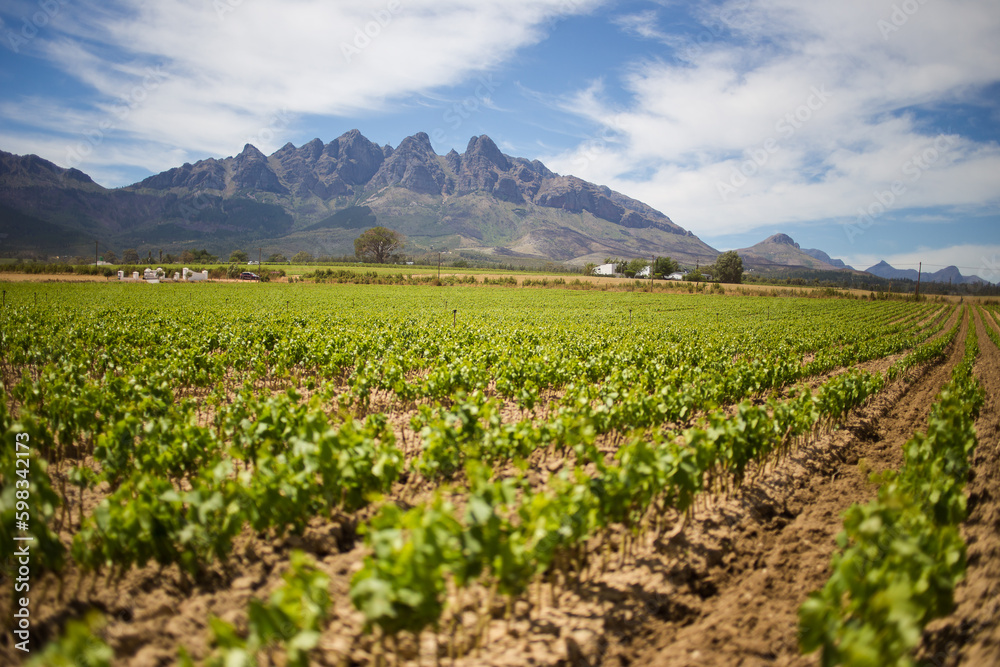 Scenic photo over vineyards in the Western Cape of South Africa, showcasing the huge wine industry of the country Scenic photo over vineyards in the Western Cape of South Africa, showcasing the huge wine industry of the country
