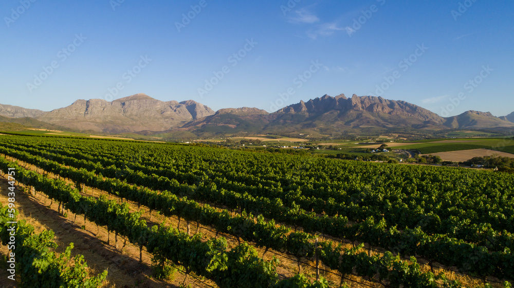 Scenic photo over vineyards in the Western Cape of South Africa, showcasing the huge wine industry of the country