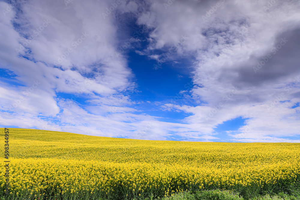 Springtime: hill with yellow flowers overlooked by clouds in Apulia, Springtime: hill with yellow flowers overlooked by clouds in Apulia,
