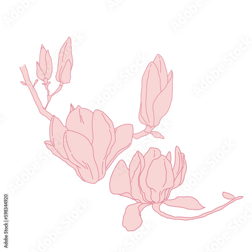 Magnolia group of flowers and buds blooming art. Hand drawn realistic detailed vector illustration. Pink line filled clipart.