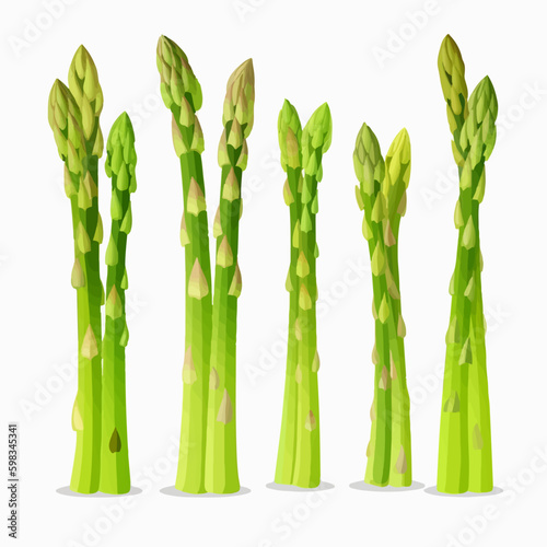 A stunning vector illustration of fresh Asparagus spears.