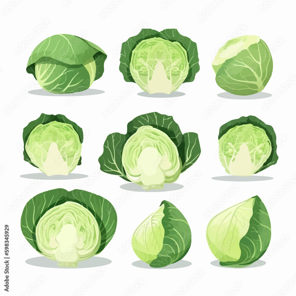 Beautiful watercolor cabbage illustrations Beautiful watercolor cabbage illustrations