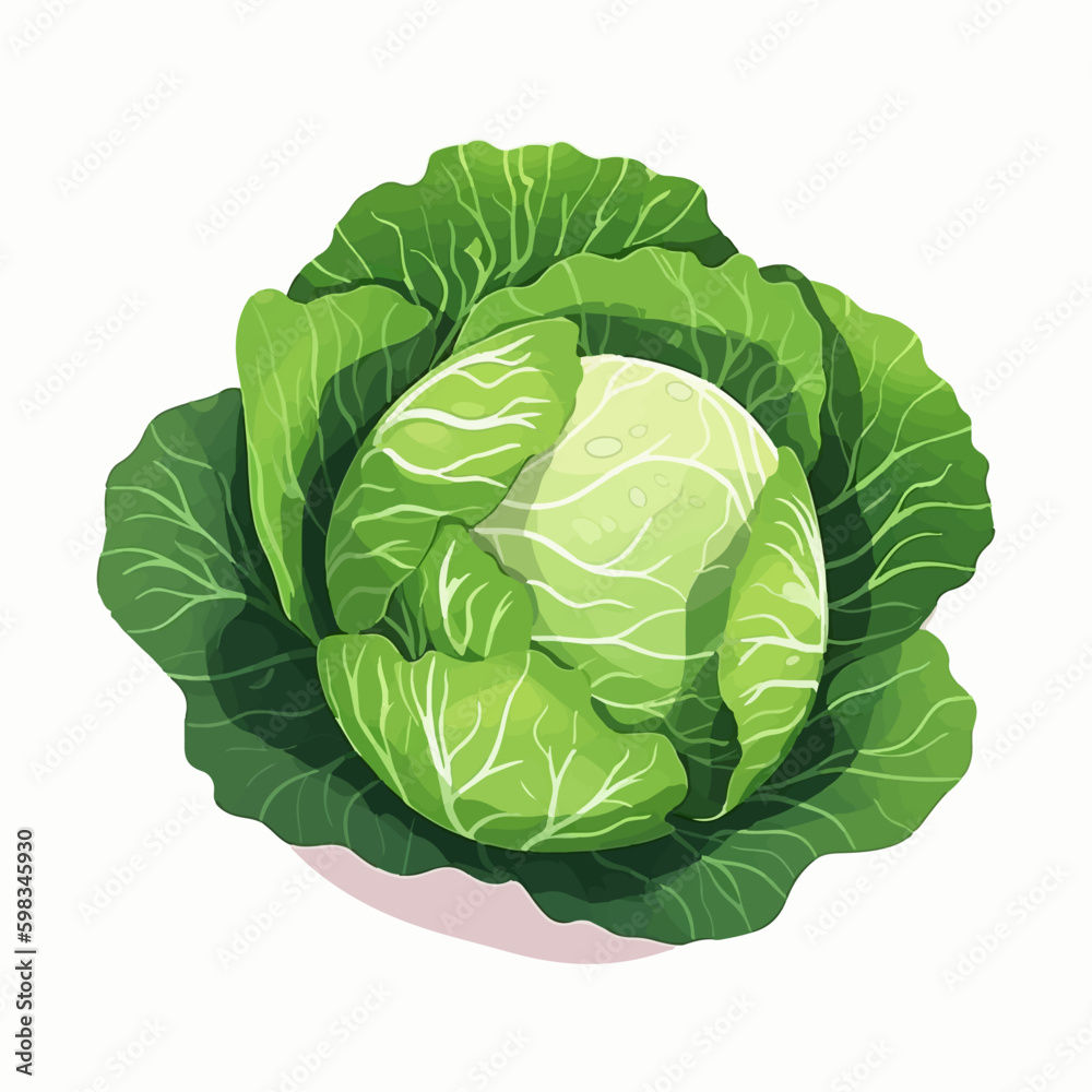 Detailed cabbage vector illustration set Detailed cabbage vector illustration set
