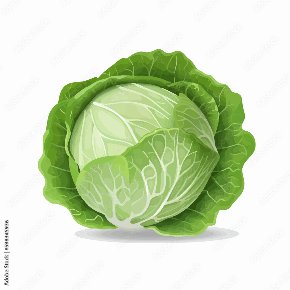 Sketch-style cabbage illustrations set Sketch-style cabbage illustrations set