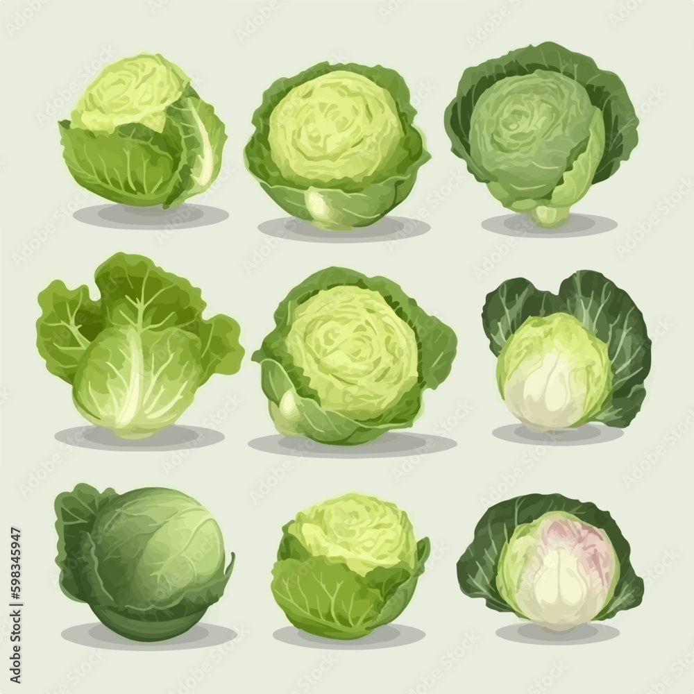 Simple and elegant cabbage and vegetable outline collection Simple and elegant cabbage and vegetable outline collection