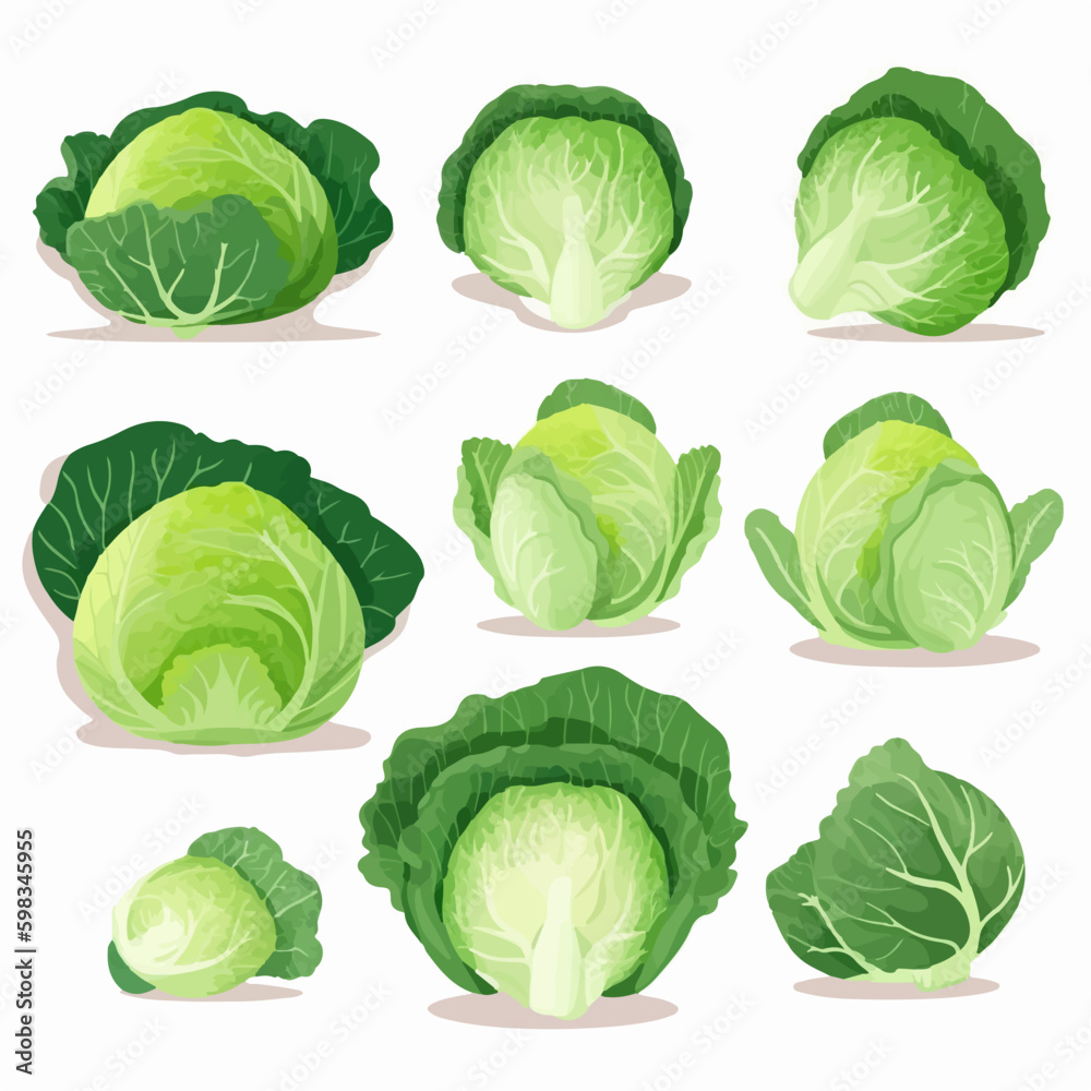 Fresh and bright cabbage and leaf illustration pack Fresh and bright cabbage and leaf illustration pack