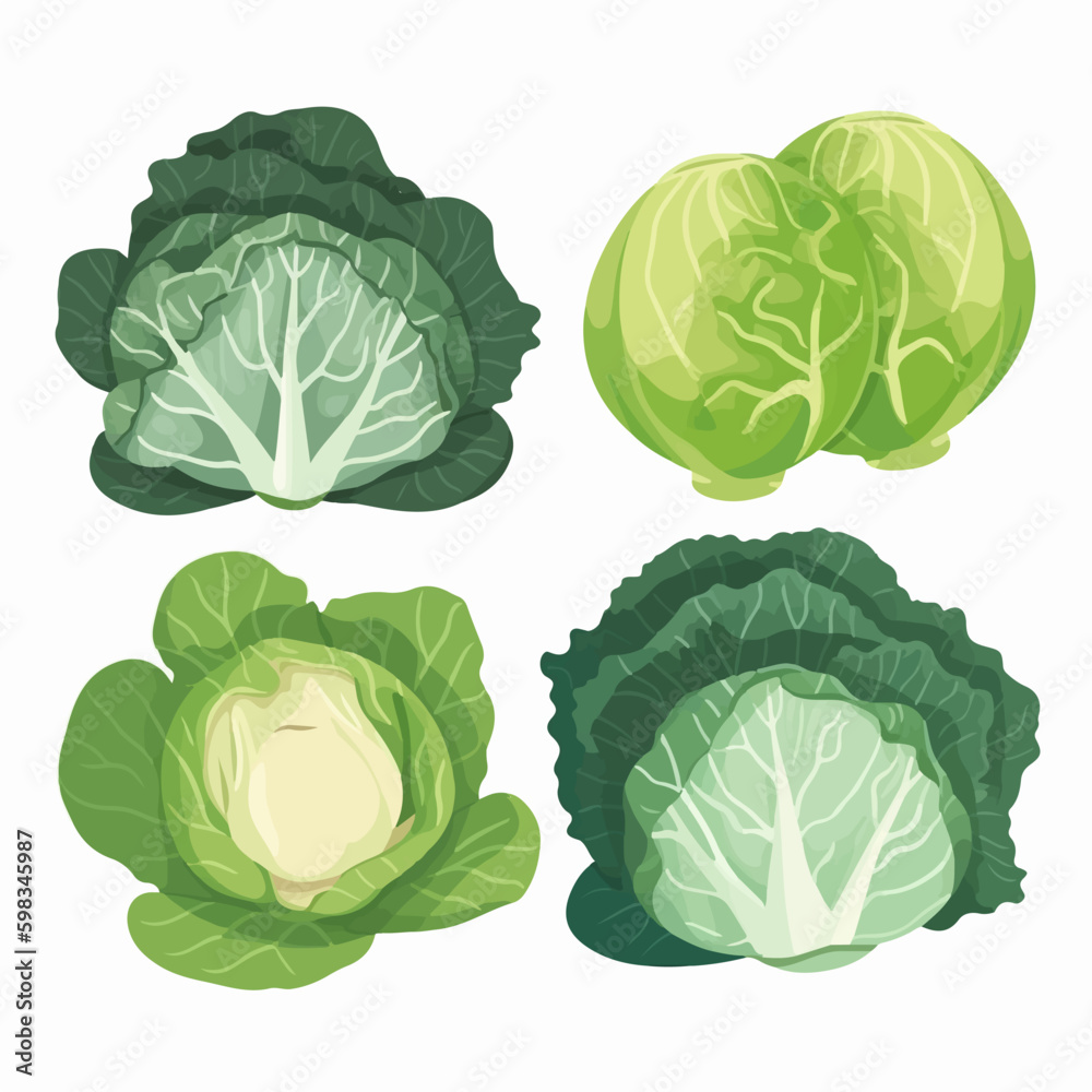 Fototapeta premium Detailed realistic cabbage and leaves vector illustrations