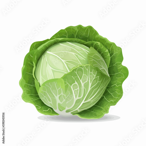 Sketch-style cabbage illustrations set
