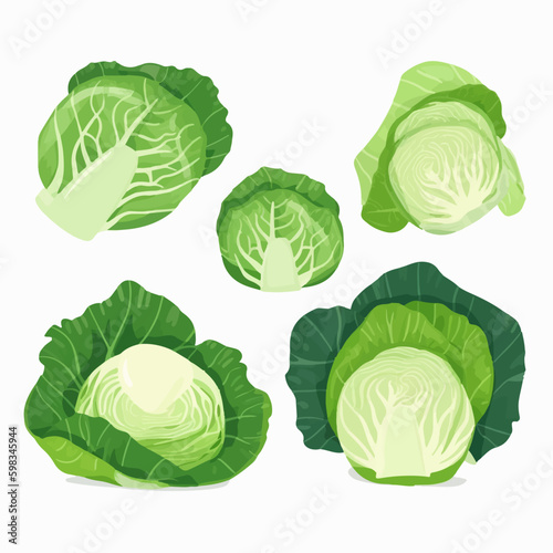 Modern flat-style cabbage and vegetable illustration set