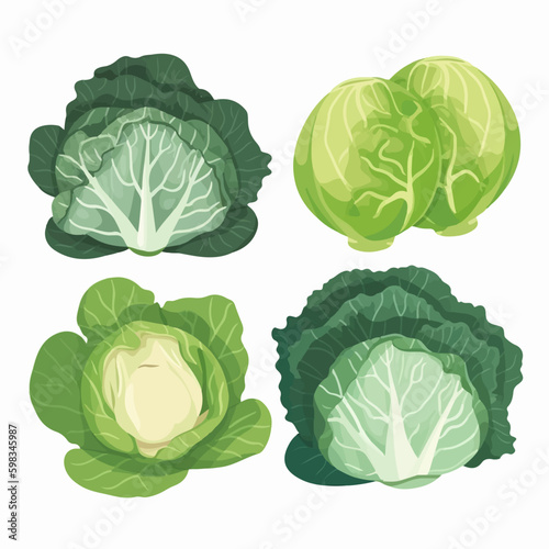 Detailed realistic cabbage and leaves vector illustrations