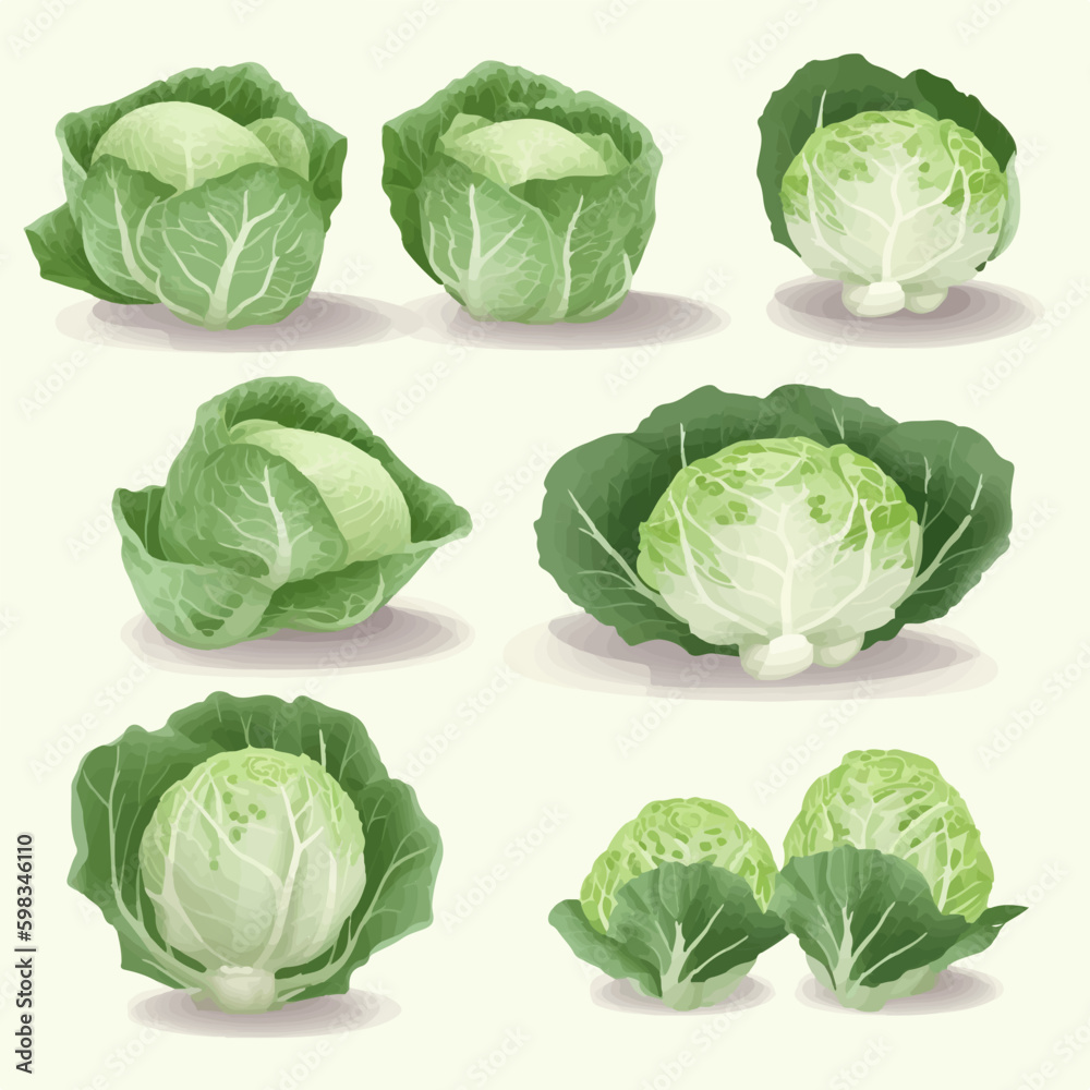 Hand-drawn cabbage and vegetable sketch illustration pack Hand-drawn cabbage and vegetable sketch illustration pack
