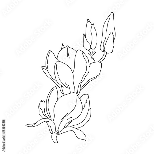 Fototapeta Naklejka Na Ścianę i Meble -  Magnolia group of flowers and buds in bloom outline art. Hand drawn realistic detailed vector illustration. Black and white clipart.