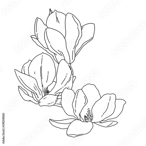 Obraz na plátně Magnolia group of flowers and buds in bloom outline art