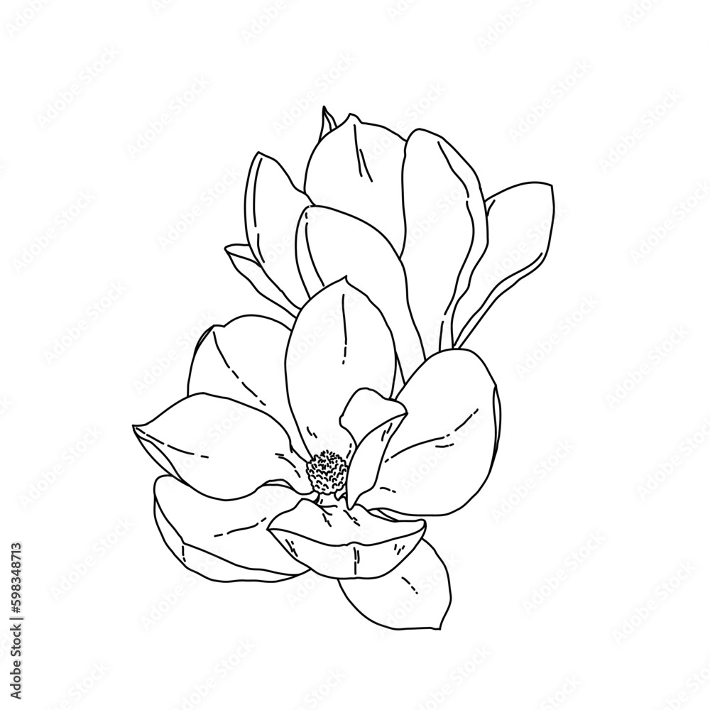 Magnolia group of flowers and buds in bloom outline art. Hand drawn ...