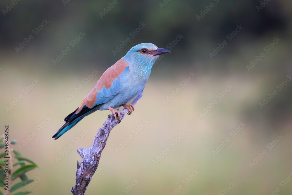 European Roller poses on a stick, greater Kruger, Timbavati, South Africa.  Out of focus agreen and brown background
