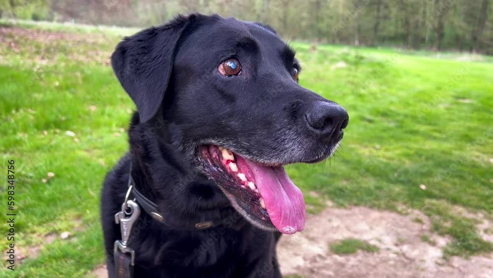 Senior blind black labrador dog plays outdoors in spring park. Caring for elderly animals. Pets play outdoors. High quality 4k footage Generative AI Senior blind black labrador dog plays outdoors in spring park. Caring for elderly animals. Pets play outdoors. High quality 4k footage Generative AI