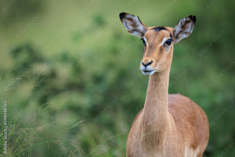 Impala portrait, frontal, with green out of focus background and copy space. on the left, taken in Greater Kruger, Timbavati, South Africa
