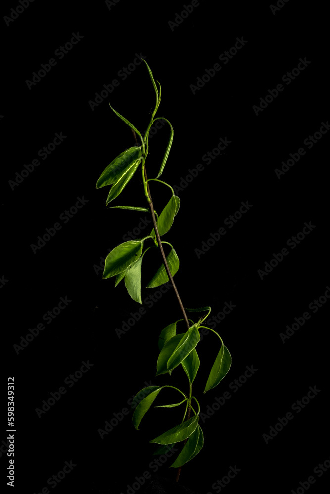 Young green birch leaves on a black background. Graceful beautiful branch. Close up Young green birch leaves on a black background. Graceful beautiful branch. Close up