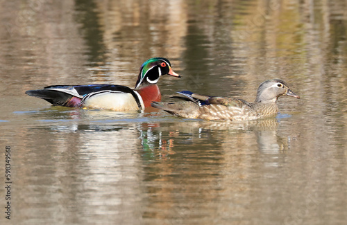 Colorful Wood Ducks on the lake and their reflections on water, Quebec, Canada