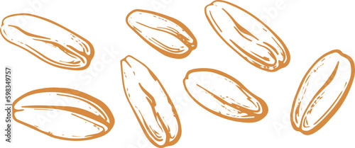 Oats grain, plant. Hand drawn pattern 