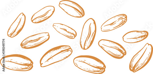 Oats grain, plant. Hand drawn pattern 