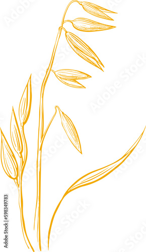 Oats grain, plant. Hand drawn pattern 