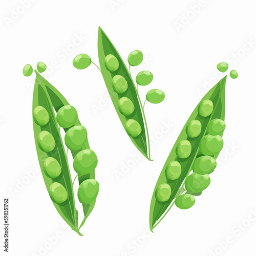 Set of fresh and organic pea illustrations in vector format.