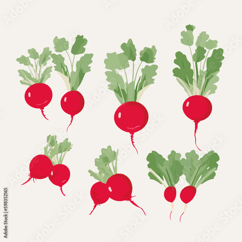 Illustrate your cookbook covers with these mouthwatering radish vector images.