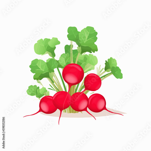 Set of vector illustrations showcasing the vibrant colors and unique shapes of radishes.