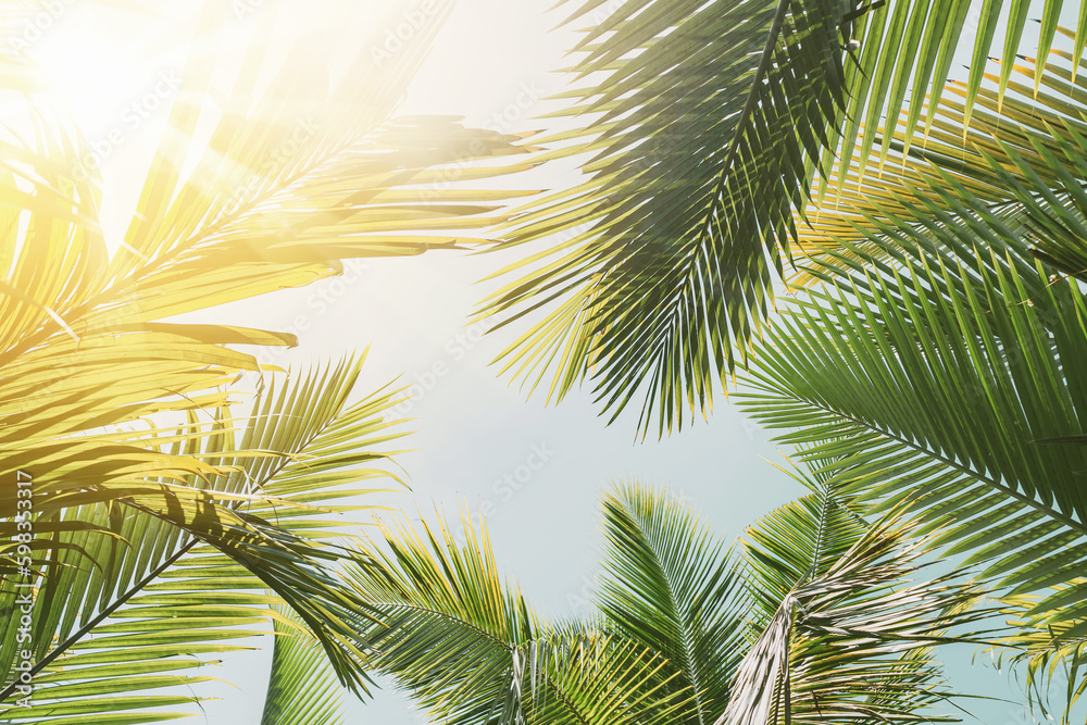 Fototapeta premium Tropical palm tree with sun light on sunset sky and cloud abstract background.