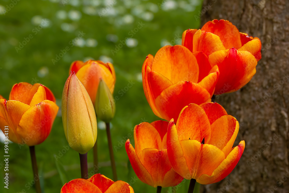 close up of bright orange and yellow tulips close up of bright orange and yellow tulips