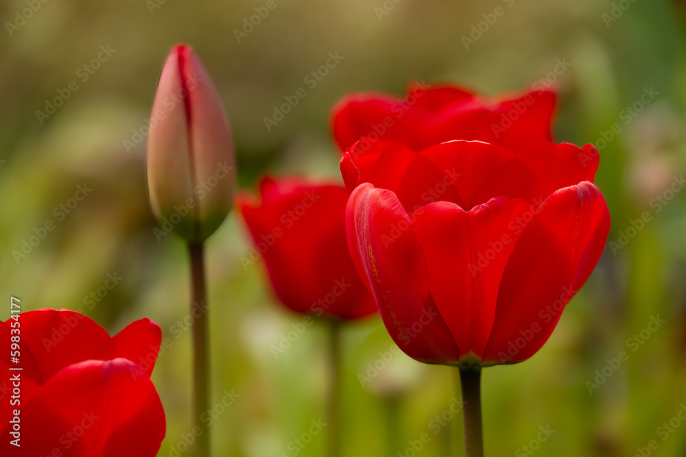 close up of beautiful bright red tulips with a blurred green background