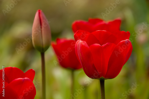 close up of beautiful bright red tulips with a blurred green background